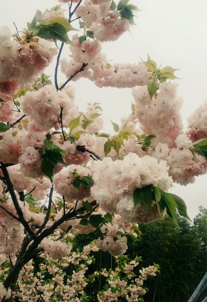 cherry blossom