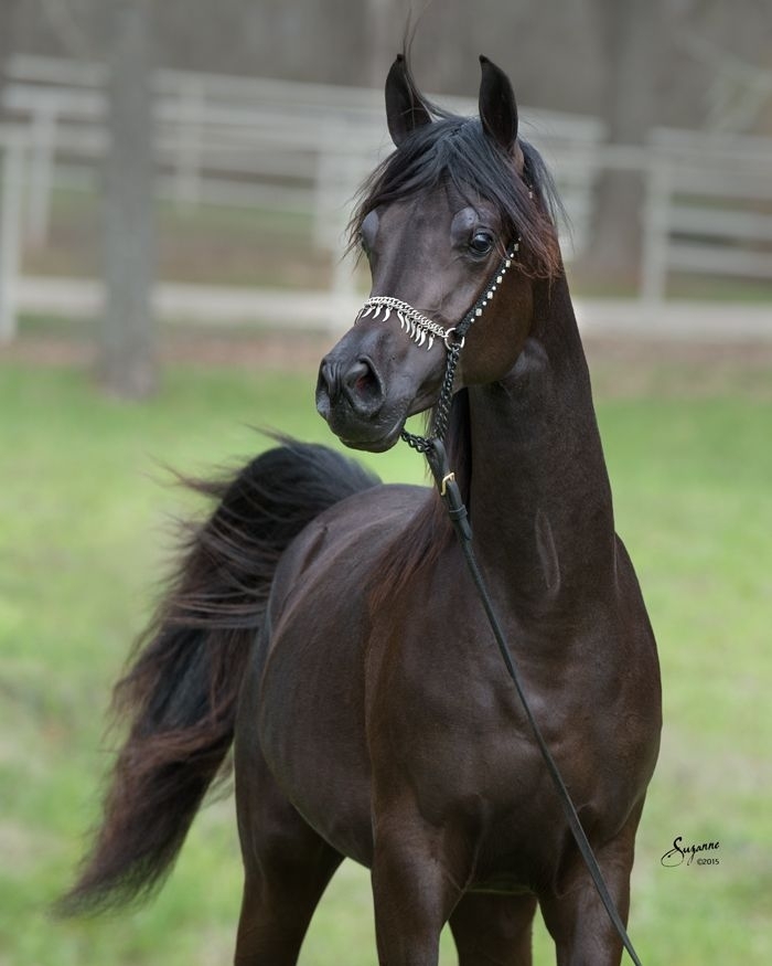 Arabian Horse