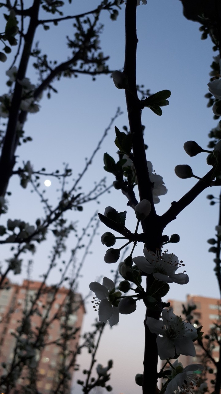 Moon wit spring flowers