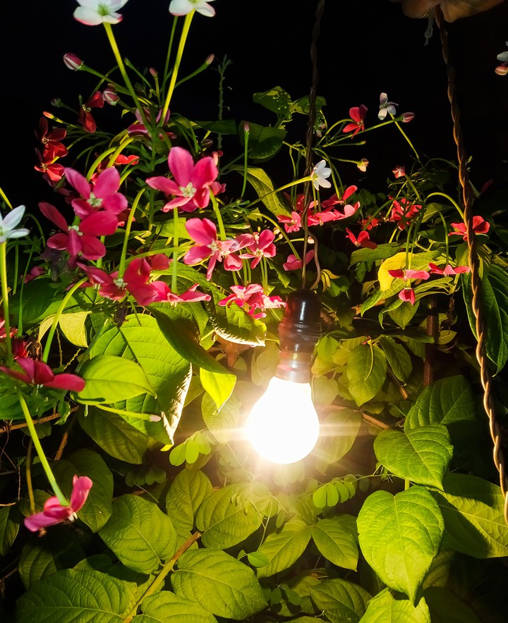 flowers and yellow light