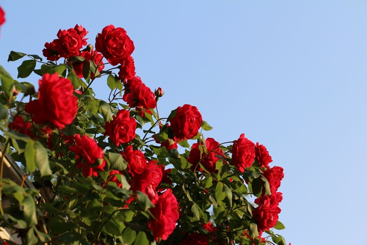 rose