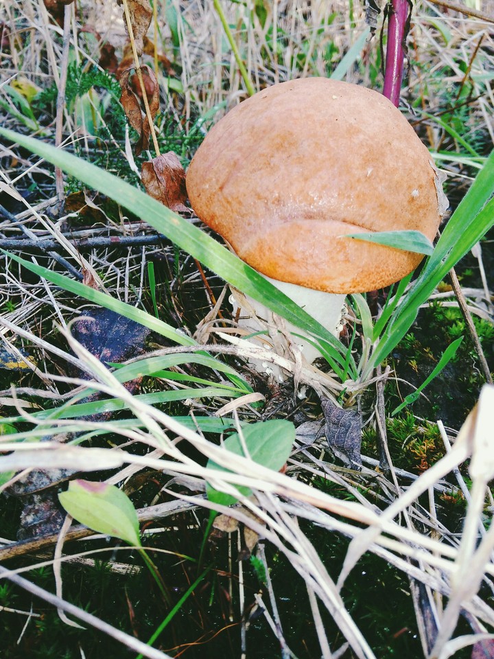 mushroom