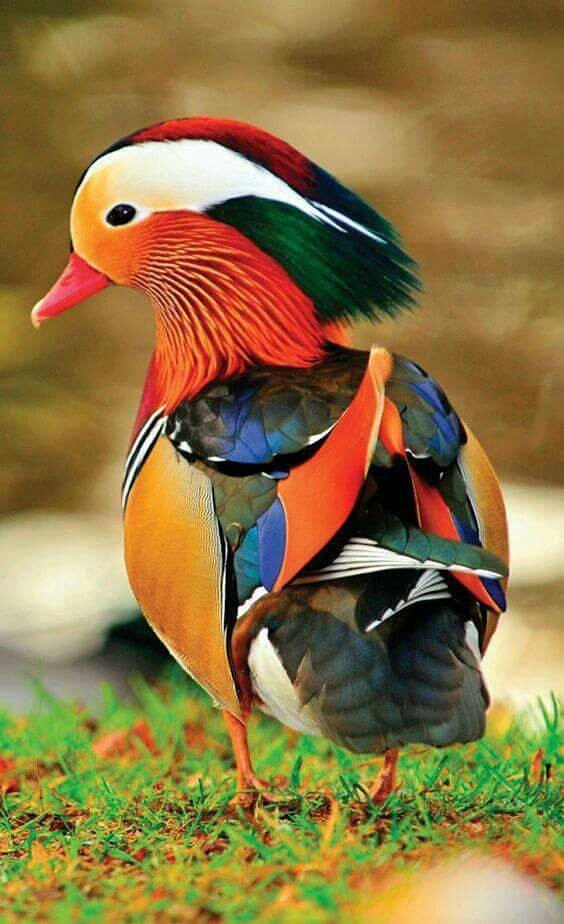 nature