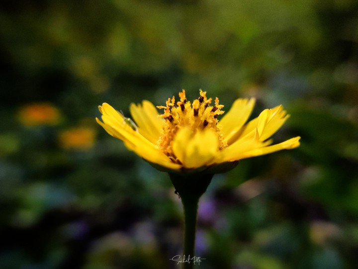 yellow flower