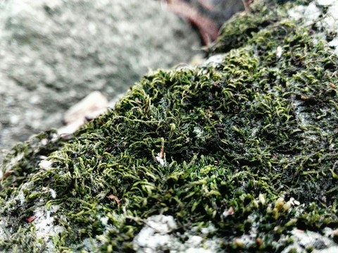 Morning Moss