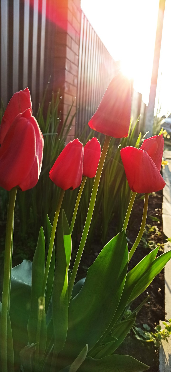 flowers