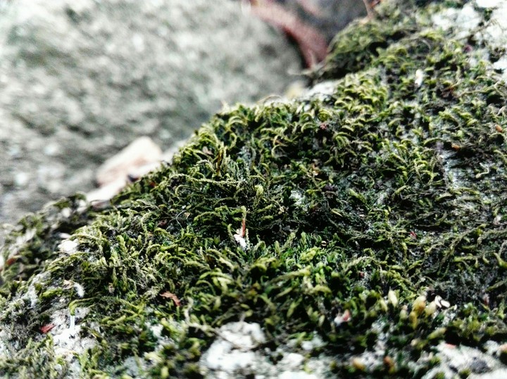 Morning Moss