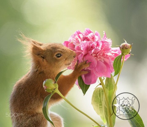young red squirrel holding an peony flower + Geert Weggen