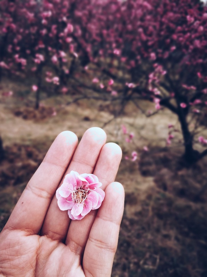 Sakura