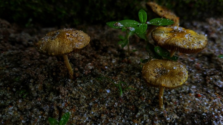 mushroom