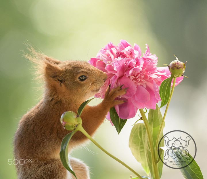 young red squirrel holding an peony flower
+ Geert Weggen