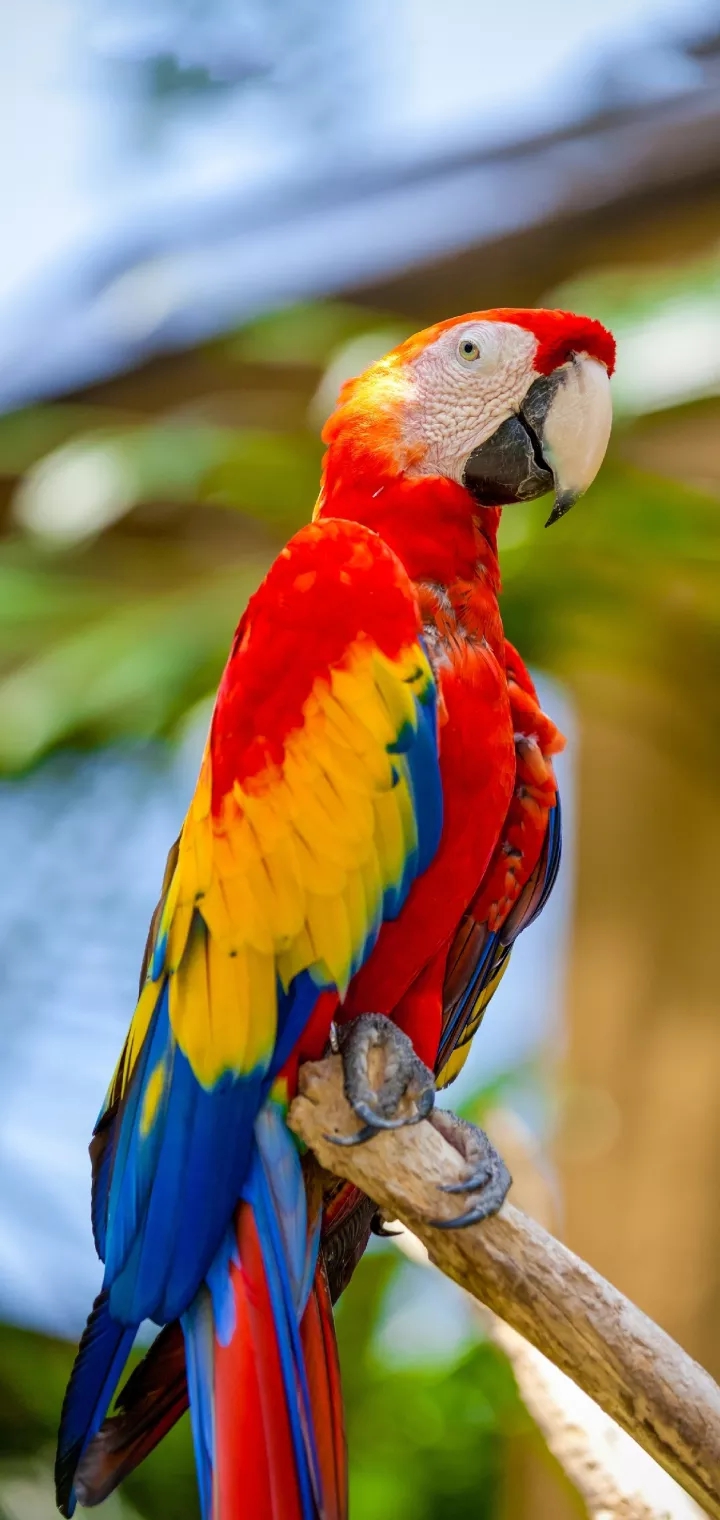 Parrot