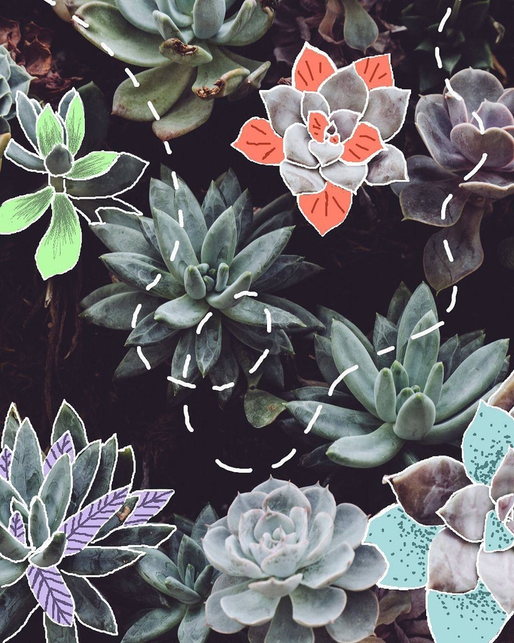 cactus