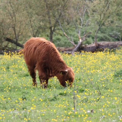 calf