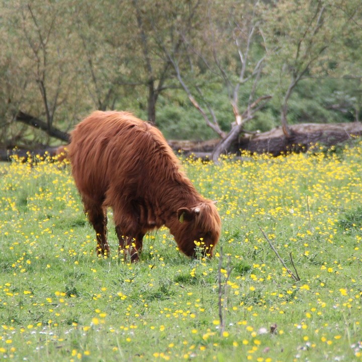 calf