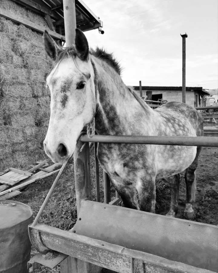 Horse