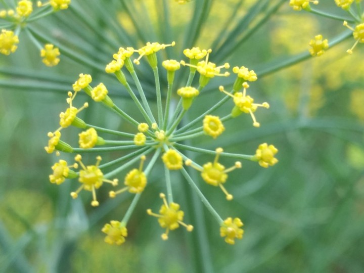 Dark green with yellow flowers