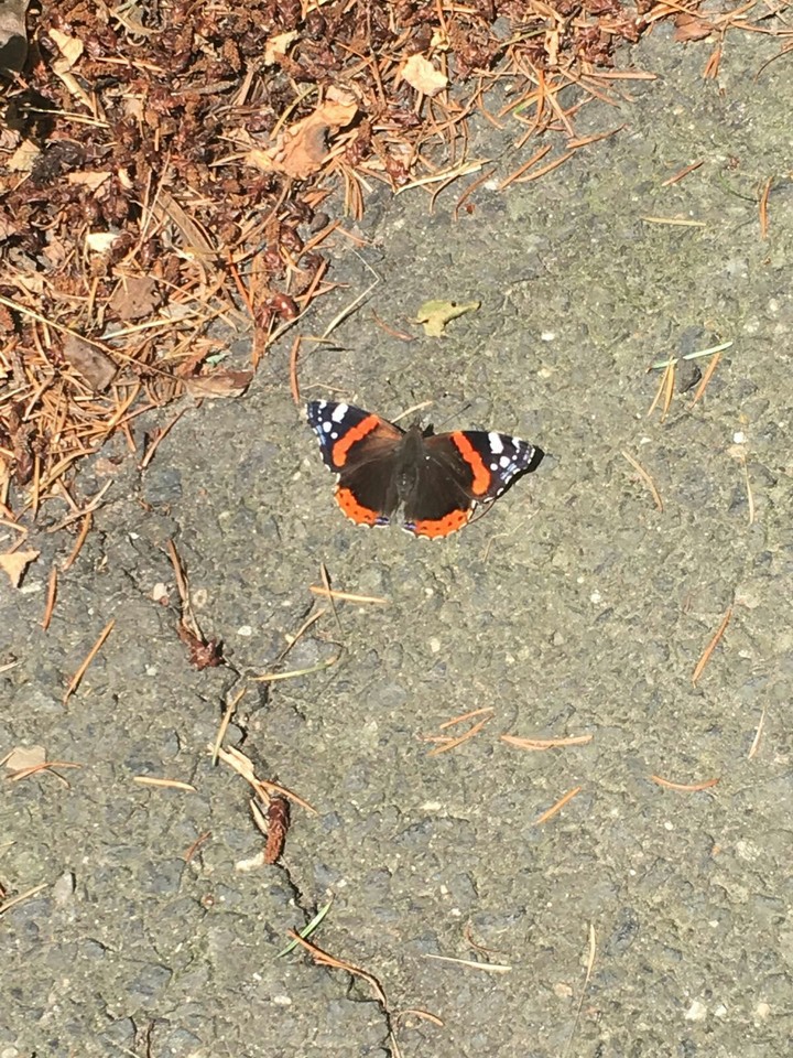 butterfly