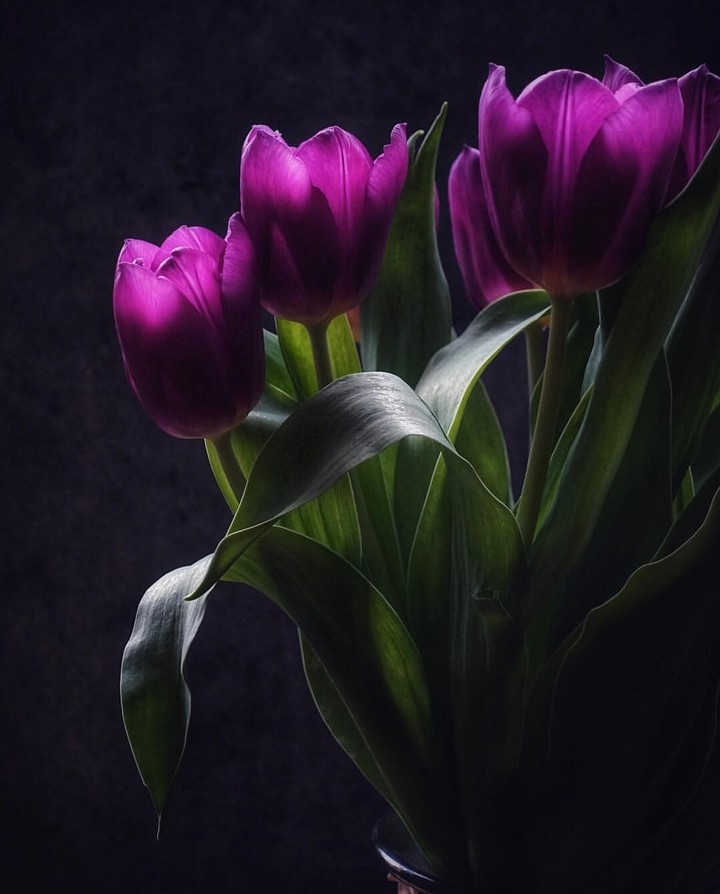 tulips