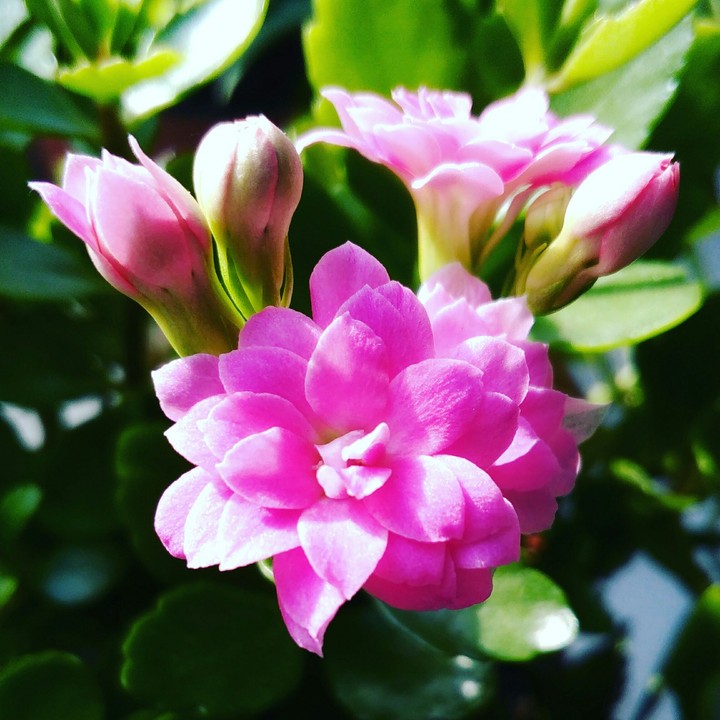 flower