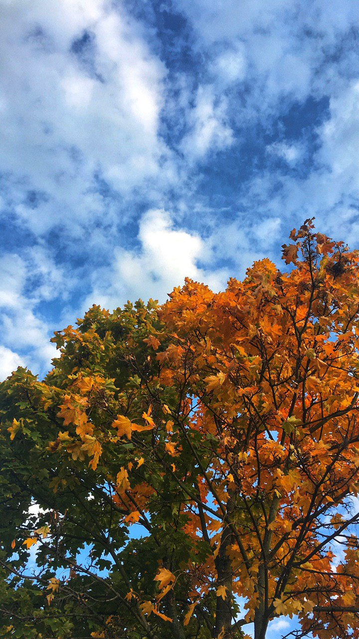 trees in Autumn