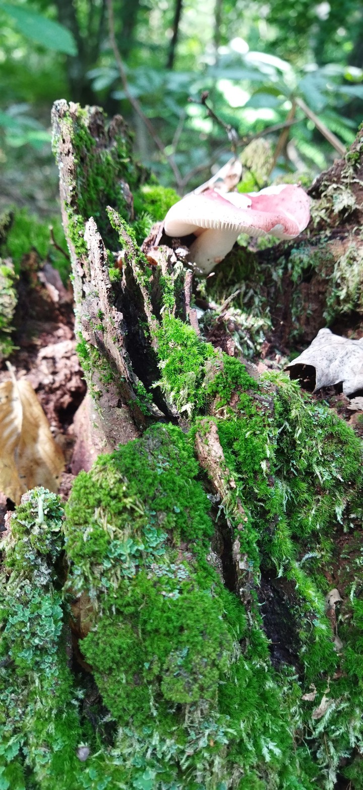 Mushroom