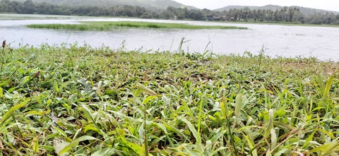 grass