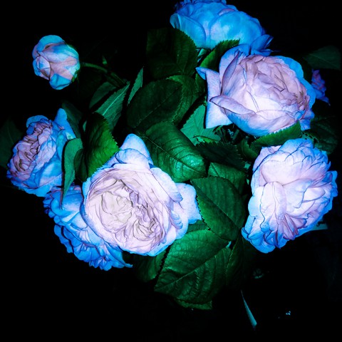 roses