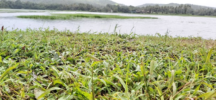 grass