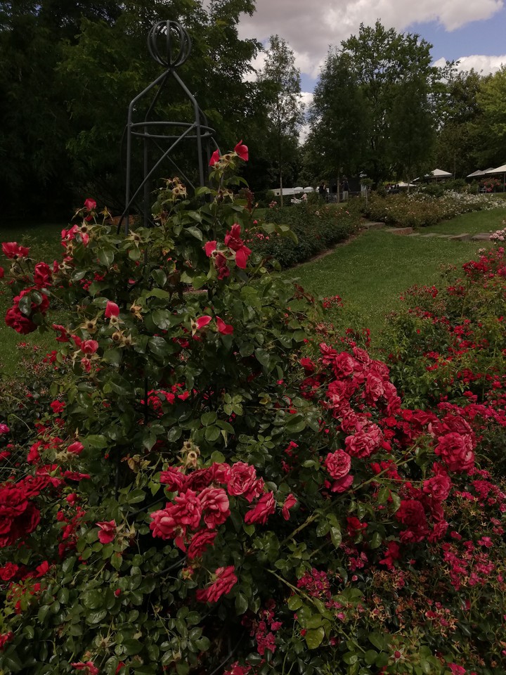 roses in a garden