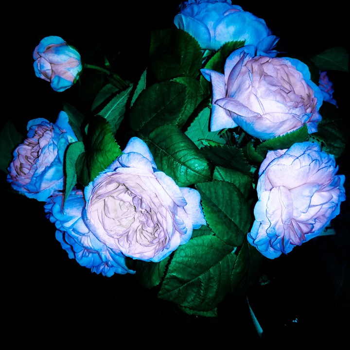roses