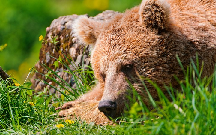 bear