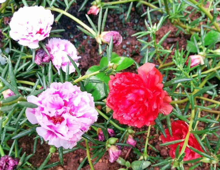 Flores coloridas