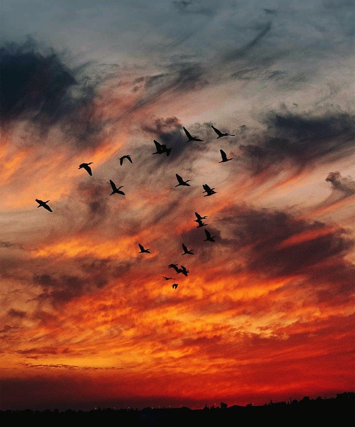 birds