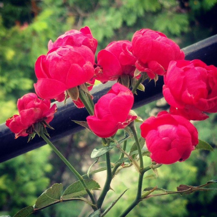 roses