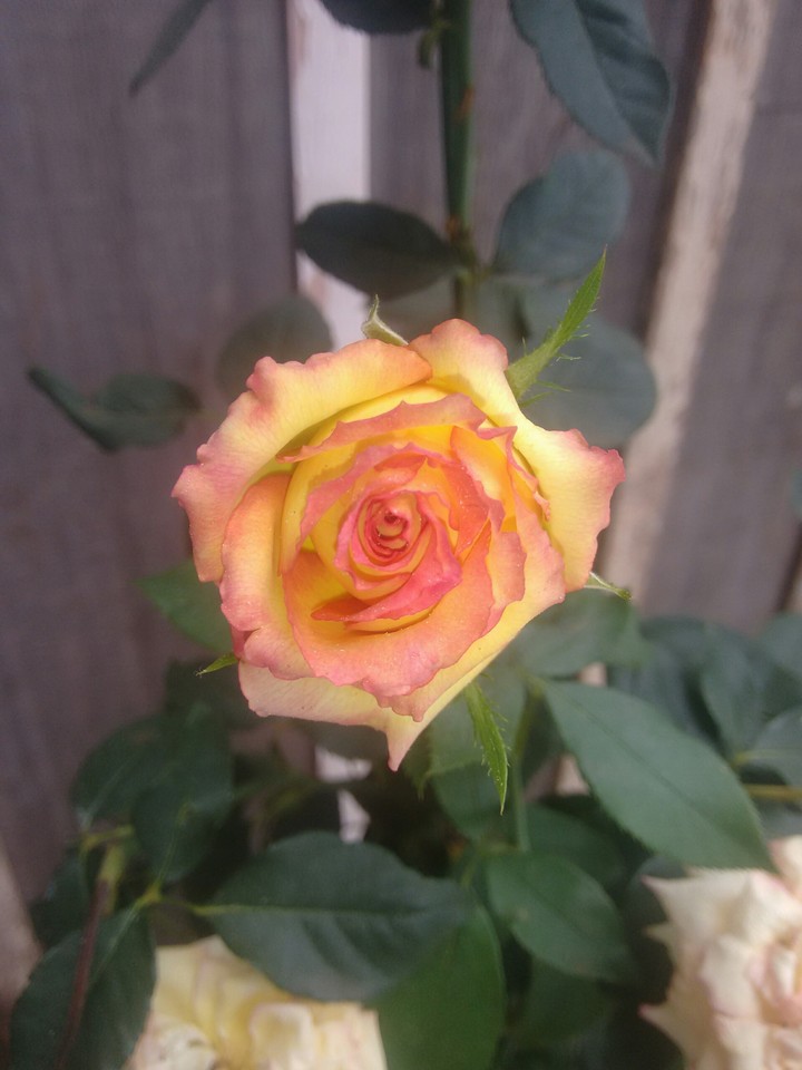 rose