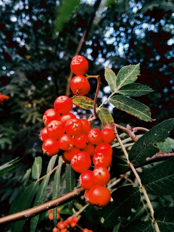 Red Beauty