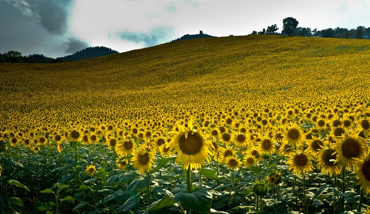 flower
