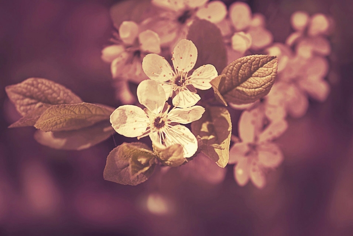 beauty flowers