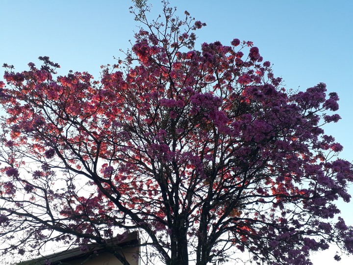 Primavera