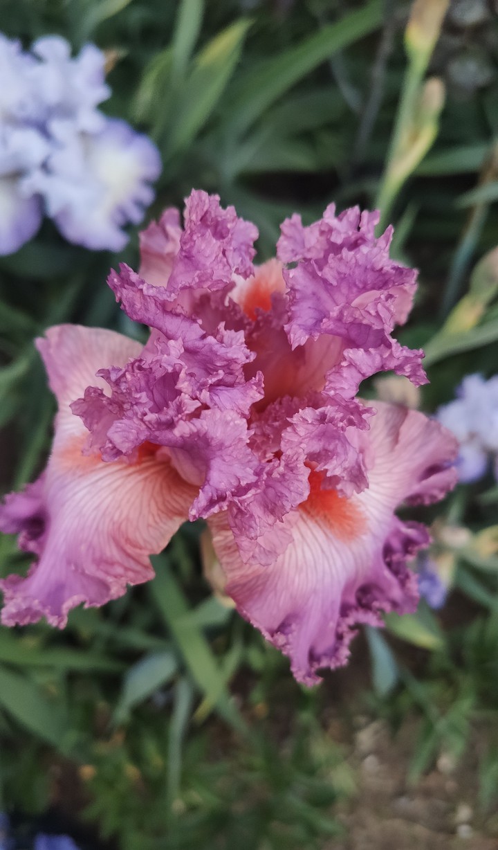 Iris