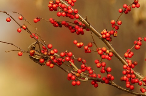 sfondi berry, rowan