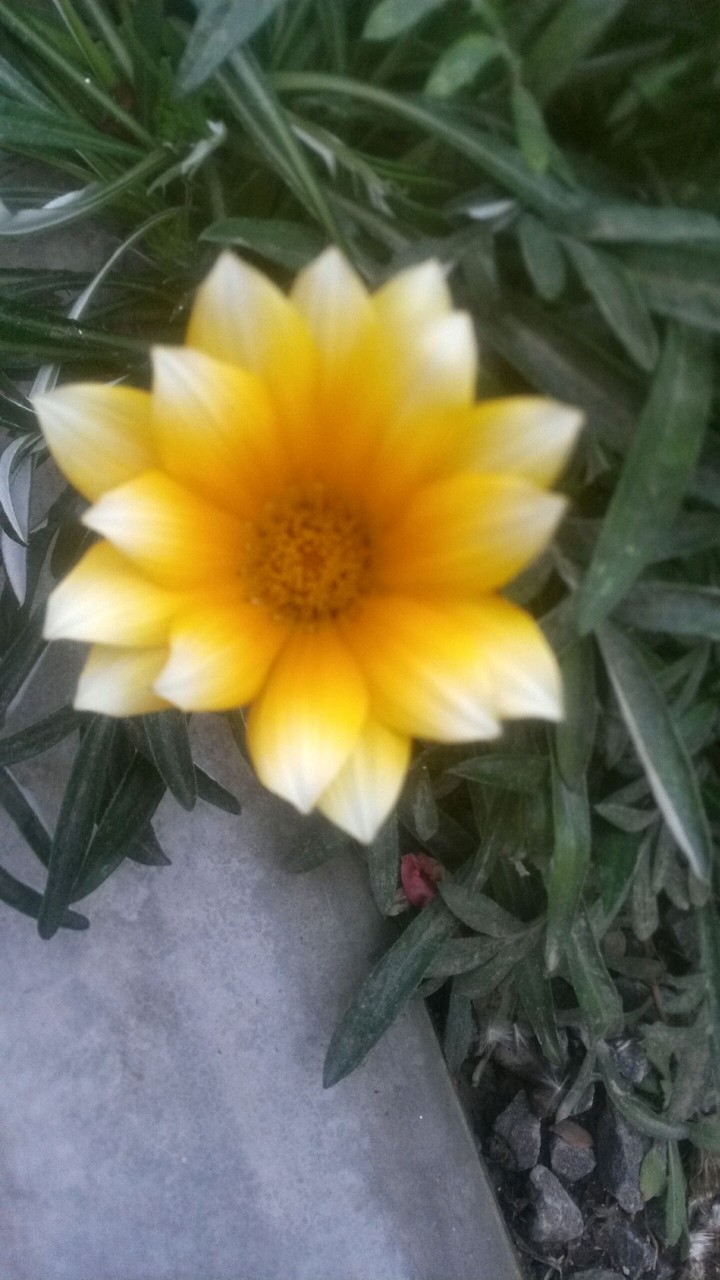 *:)*