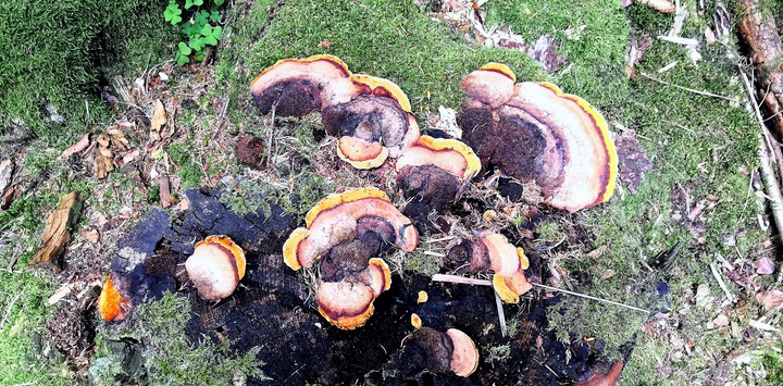 Mushroom nature