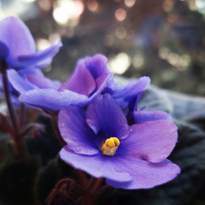 Saintpaulia ionantha, commonly called African violet