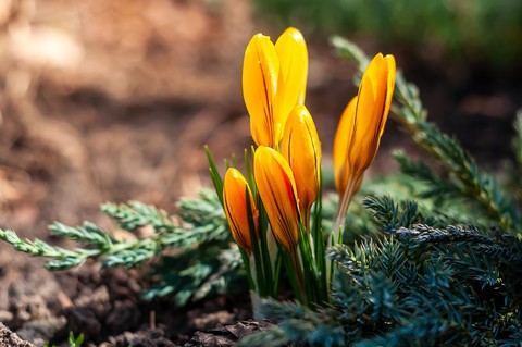 Orange, petal Hintergrundbilder