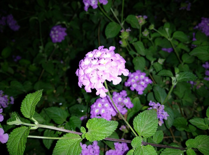 just a  pic i took from my smartphone.
