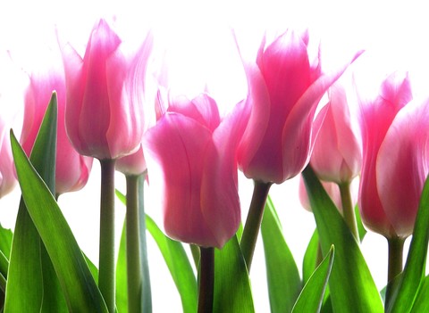 Tulips