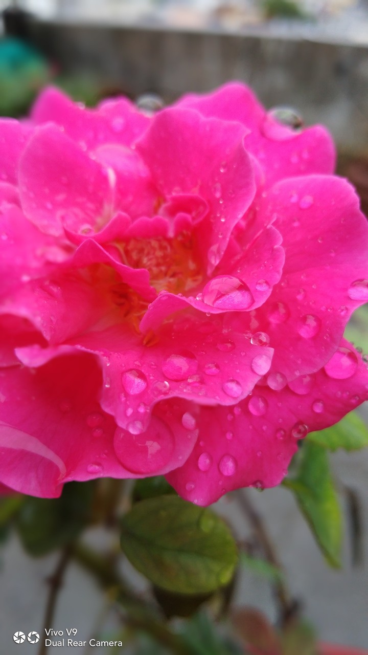 drops