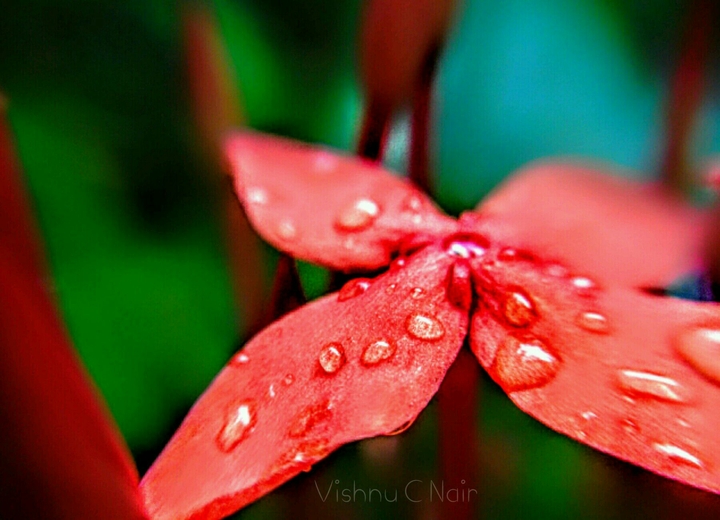 Flower